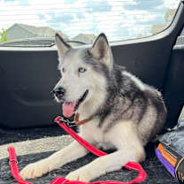 Thumbnail photo of Balto #2