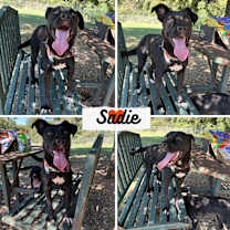 Thumbnail photo of Sadie #1