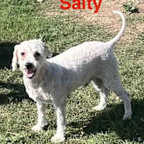 Thumbnail photo of Salty Dog #1