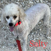 Thumbnail photo of Salty Dog #2