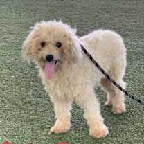 Thumbnail photo of Salty Dog #3