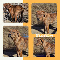 Thumbnail photo of Blossom #1