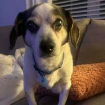 Thumbnail photo of Buster~ #1