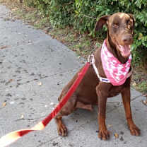 Thumbnail photo of BLITZ #1