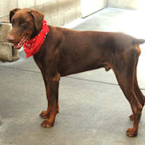 Thumbnail photo of BLITZ #1