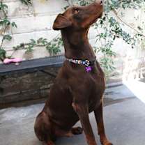 Thumbnail photo of BLITZ #2