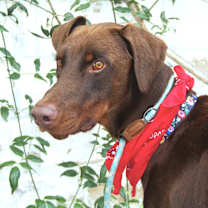 Thumbnail photo of BLITZ #4