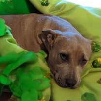 Thumbnail photo of Trixie #2