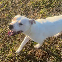 Thumbnail photo of Tater #1