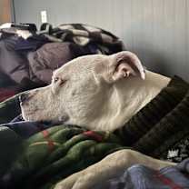 Thumbnail photo of Tater #4