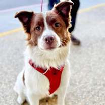 Thumbnail photo of Kujo #1