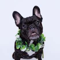 Thumbnail photo of Chiclet *special needs* #1