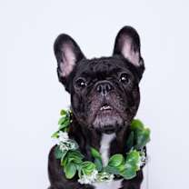 Thumbnail photo of Chiclet *special needs* #2