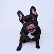 Thumbnail photo of Chiclet *special needs* #4