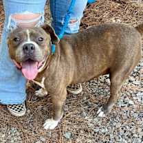 Thumbnail photo of Lady McBeth #4