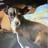 adopt-pet