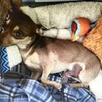adopt-pet