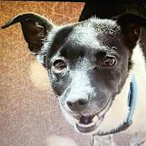 adopt-pet