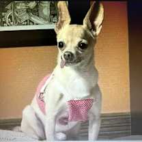 adopt-pet