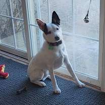 Thumbnail photo of Tai #2