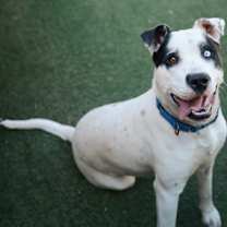 adopt-pet