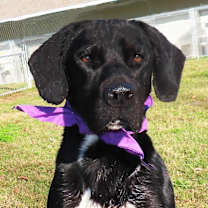 Thumbnail photo of Hunter #1