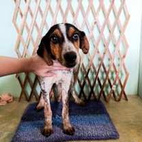 adopt-pet
