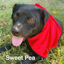Thumbnail photo of Sweet Pea #1