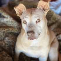 adopt-pet
