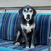 adopt-pet