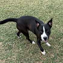 Thumbnail photo of Nugget #2