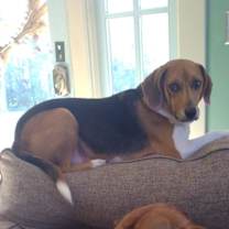 Thumbnail photo of Charlie #3