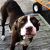 Thumbnail photo of LuLu #1