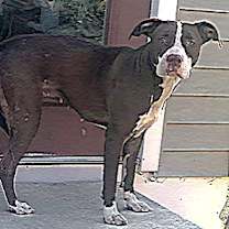 Thumbnail photo of LuLu #2