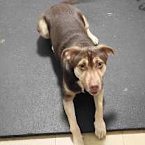 Thumbnail photo of Blade #1