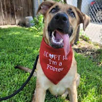 adopt-pet