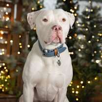 Thumbnail photo of Linus #1