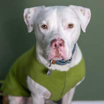 Thumbnail photo of Linus #2