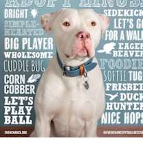 Thumbnail photo of Linus #3