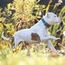 Thumbnail photo of Linus #4