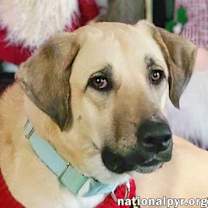 Thumbnail photo of Willow in LA - Loves Cuddles, Toys & Playtime! #1