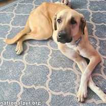 Thumbnail photo of Willow in LA - Loves Cuddles, Toys & Playtime! #2