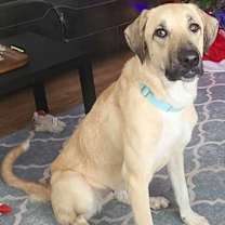 Thumbnail photo of Willow in LA - Loves Cuddles, Toys & Playtime! #3