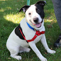 Thumbnail photo of Breezy #1