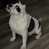 Thumbnail photo of Luna #4