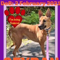 Thumbnail photo of GEYRAN - Front Leg Amputee - $350 #1