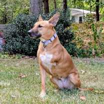 Thumbnail photo of GEYRAN - Front Leg Amputee - $350 #4