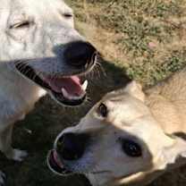 Thumbnail photo of HATTIE - $350 #4