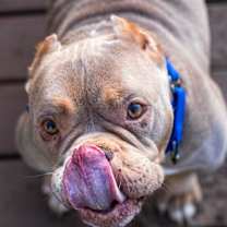 Thumbnail photo of Constance #4