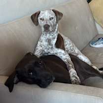 Thumbnail photo of Pup Paige #2